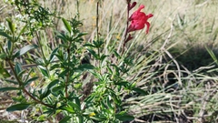 Salvia greggii