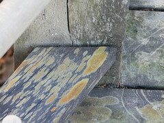 Teloschistaceae