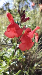 Salvia greggii
