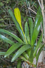 Vriesea maxoniana