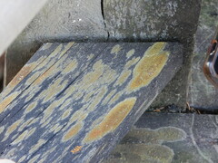 Teloschistaceae