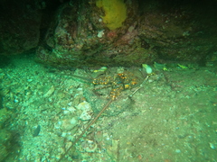 Panulirus inflatus