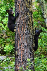 Ursus americanus eremicus
