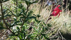 Salvia greggii