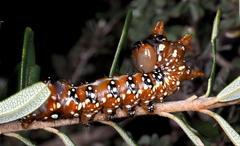 Psalidostetha banksiae