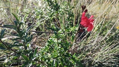 Salvia greggii
