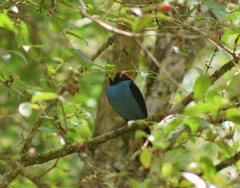 Chiroxiphia caudata