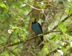 Chiroxiphia caudata