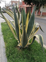 Agave