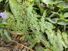 Mimoseae