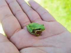 Hyla plicata