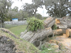 Nephrolepis exaltata