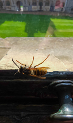 Vespula vulgaris