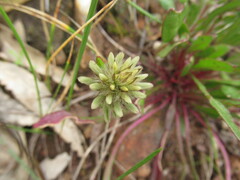 Ptilotus spathulatus