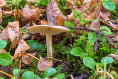 Clitocybe fragrans