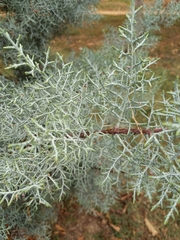 Cupressus arizonica