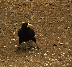 Psarocolius decumanus