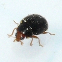 Diomus terminatus