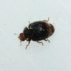 Diomus terminatus