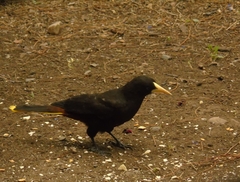 Psarocolius decumanus