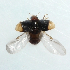 Diomus terminatus