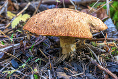 Suillus ampliporus