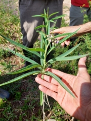 Solanum glaucophyllum