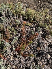 Quinchamalium chilense