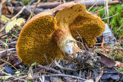 Suillus ampliporus