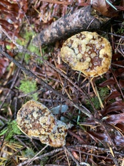 Amanita augusta