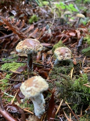 Amanita augusta