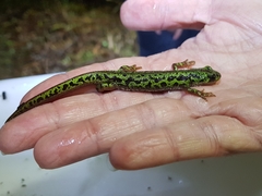 Triturus pygmaeus