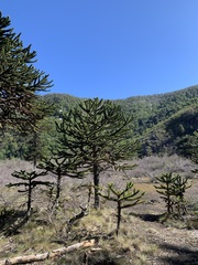 Araucaria araucana