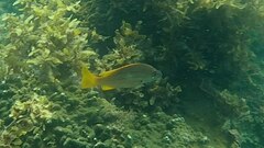 Lutjanus carponotatus