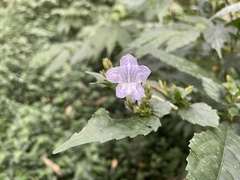 Strobilanthes flexicaulis