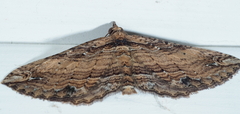 Chrysolarentia leucophanes