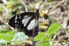 Danaus affinis affinis