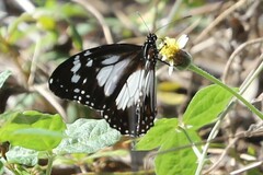 Danaus affinis affinis