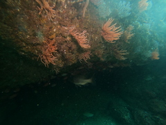 Lutjanus novemfasciatus