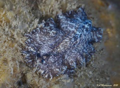 Phrikoceros