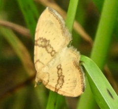 Chrysolarentia correlata