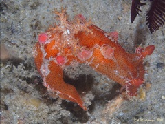 Plocamopherus imperialis