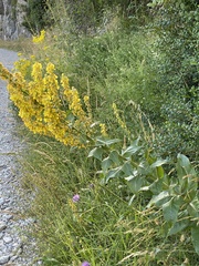 Verbascum lychnitis