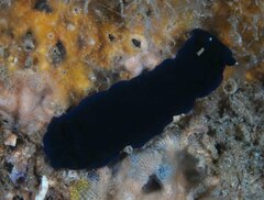 Dendrodoris nigra