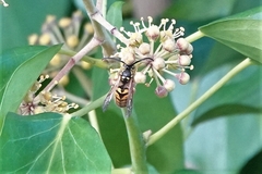 Vespula germanica