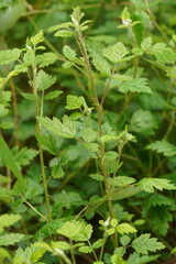 Rubus parvifolius