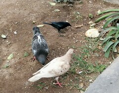 Columba livia