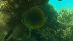 Chaetodon aureofasciatus