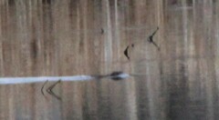 Ondatra zibethicus