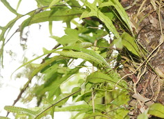 Microsorum pustulatum pustulatum